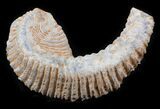 Cretaceous Fossil Oyster (Rastellum) - Madagascar #30327-1